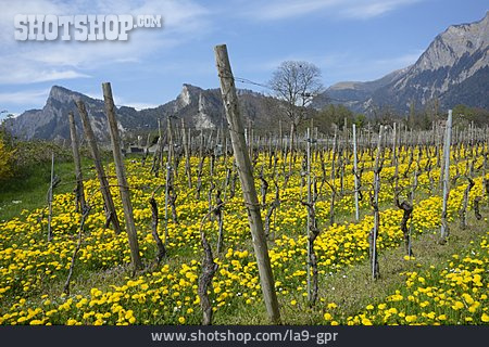 
                Weinreben, Weinanbaugebiet, Norditalien                   