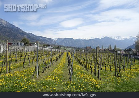 
                Landschaft, Weinanbaugebiet, Norditalien                   