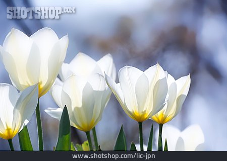 
                Tulip, Tulips Bloom                   