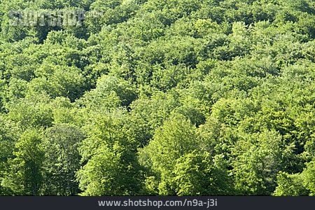 
                Wald, Laubwald, Baumkrone                   