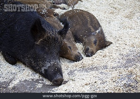 
                Tierfamilie, Schlafen, Wildschweine                   