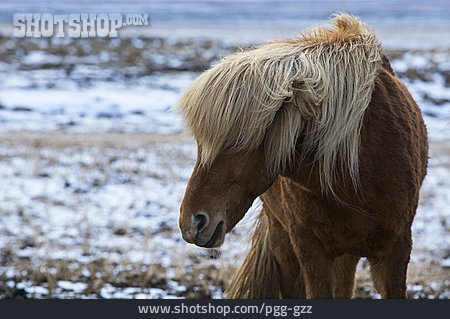 
                Pony, Isländer                   