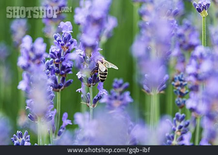 
                Honigbiene, Bestäubung, Lavendel                   