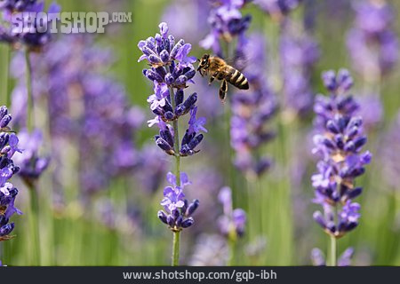 
                Biene, Bestäubung, Lavendelfeld                   