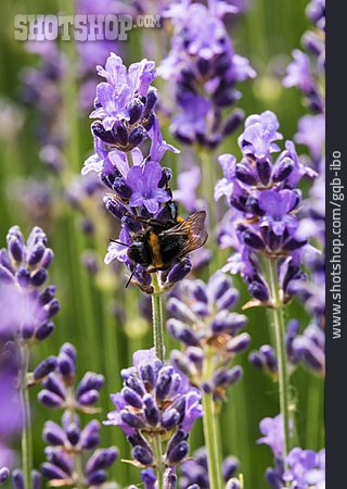 
                Blüte, Biene, Lavendel                   