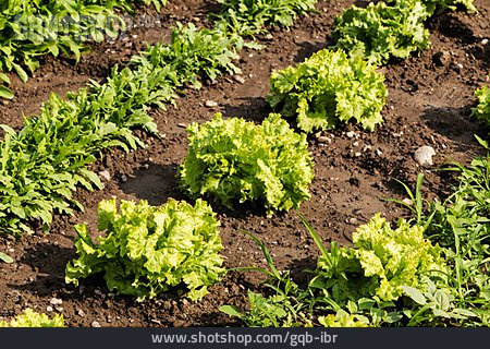
                Landwirtschaft, Salat, Salatanbau                   