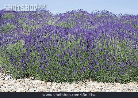 
                Lavender, Lavender Field                   