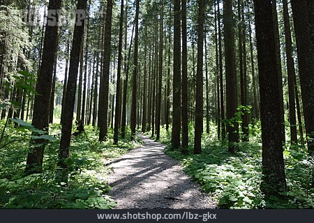 
                Wald, Waldweg                   