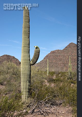 
                Kakteen, Orgelpfeifenkaktus, Organ Pipe Cactus National Monument                   