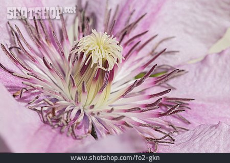 
                Blütenstempel, Clematis                   