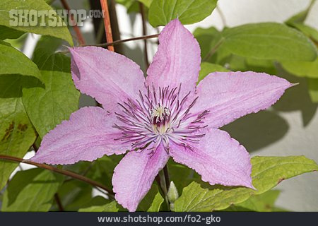 
                Blüte, Clematis, Waldrebe                   