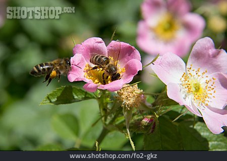 
                Honigbiene, Bestäubung, Wildrose                   