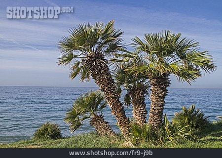 
                Palme, Mittelmeer, San Remo                   