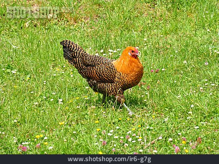 
                Huhn, Hühnerrasse, Westfälischer Totleger                   