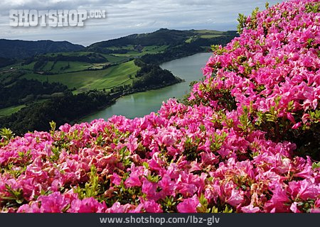 
                Rhododendron, Azoren, Furnas-see                   