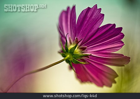 
                Blume, Schmuckkörbchen                   