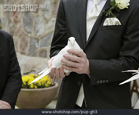 
                Hochzeit, Taube                   