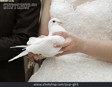 
                Hochzeit, Taube, Zeremonie                   