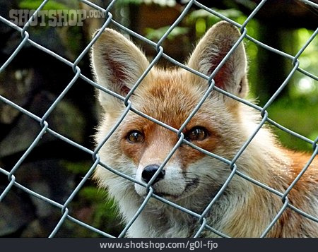 
                Fence, Fox, Red Fox                   