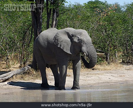 
                Elefant, Moremi-wildreservat                   