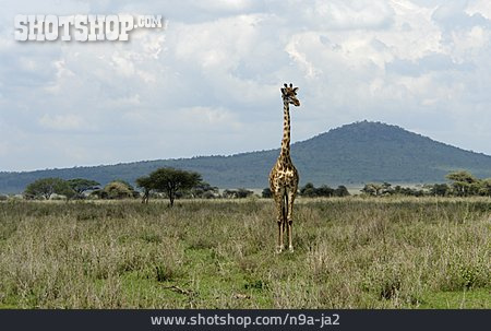
                Giraffe, Massai-giraffe                   