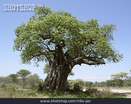 
                Affenbrotbaum, Tansania                   