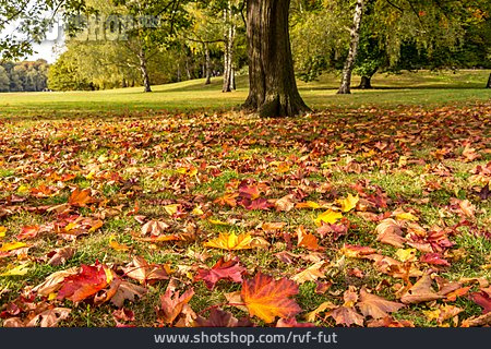 
                Herbst, Herbstfärbung                   