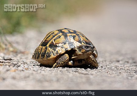 
                Schildkröte, Landschildkröte                   