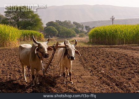 
                Landwirtschaft, Pflug, Kühe, Indien                   