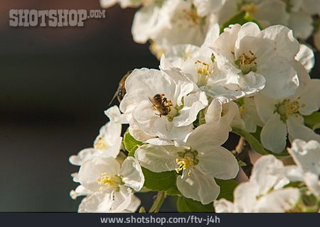 
                Blüte, Biene, Apfelblüte                   