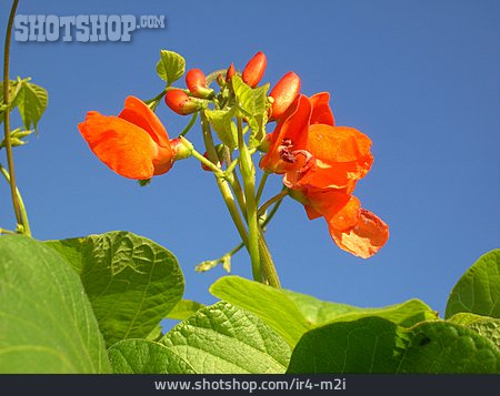 
                Bohnenpflanze, Bohnenblüte                   