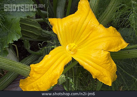 
                Zucchiniblüte, Zucchini, Zucchinipflanze                   