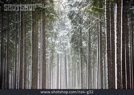 
                Wald, Verschneit, Nadelwald                   
