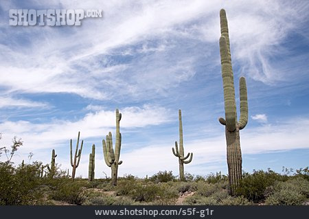 
                Kaktus, Orgelpfeifenkaktus, Organ Pipe Cactus National Monument                   