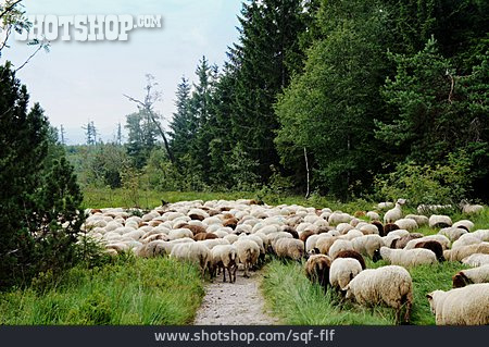 
                Schafe, Schafherde                   