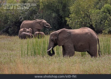 
                Elefant, Elefantenherde, Savanne                   