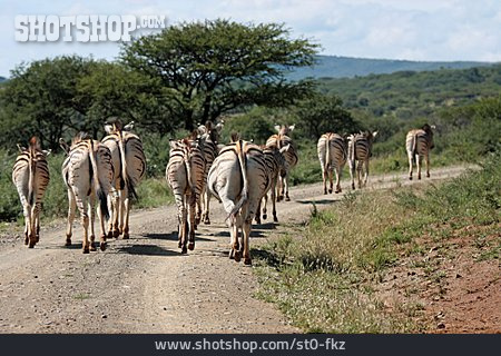 
                Zebra, Steppenzebra, Safari                   