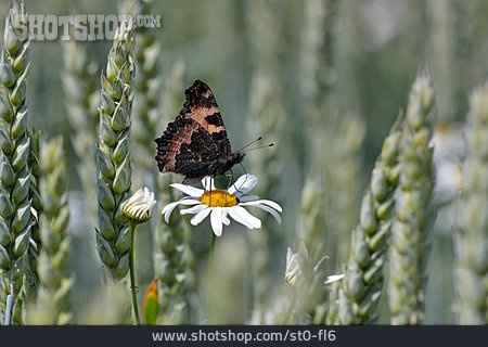 
                Schmetterling                   