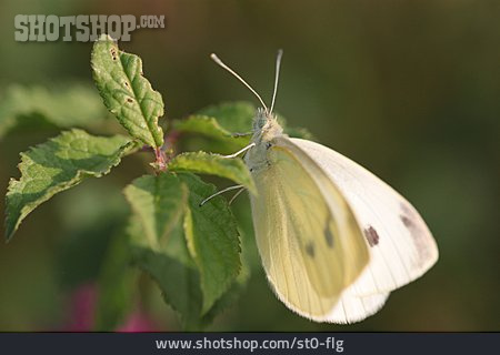 
                Schmetterling, Weißling                   