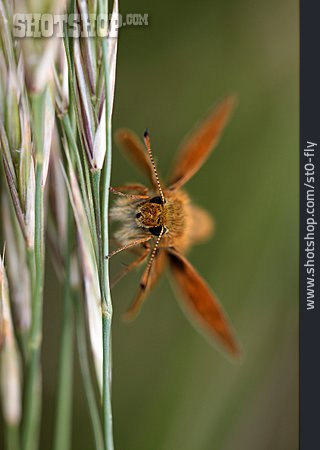 
                Schmetterling, Dickkopffalter                   