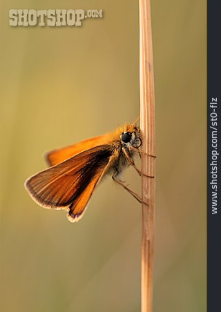 
                Schmetterling, Dickkopffalter                   