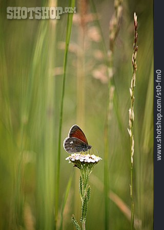 
                Schmetterling, Wiesenvögelchen, Weißbindiges Wiesenvögelchen                   