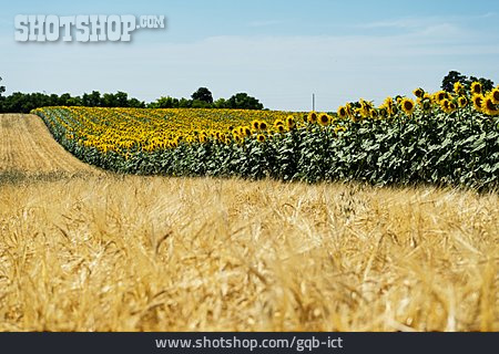 
                Landwirtschaft, Gerstenfeld, Sonnenblumenfeld, Anbau                   