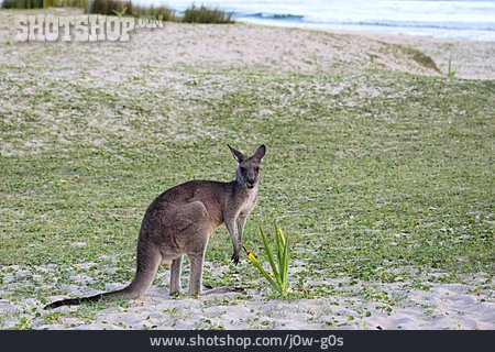 
                Strand, Känguru, Australien                   