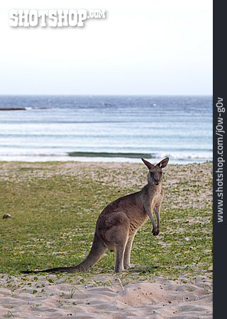 
                Küste, Känguru, Australien                   
