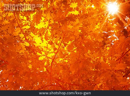 
                Sonnenlicht, Herbst, Eiche                   