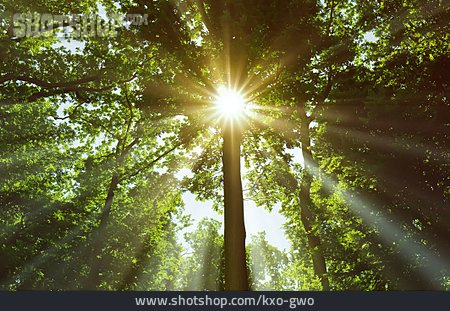 
                Sonnenlicht, Baum, Sonnenstrahl                   
