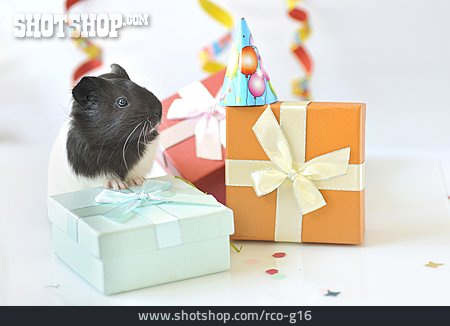 
                Geburtstag, Geschenke, Kindergeburtstag, Meerschweinchen                   