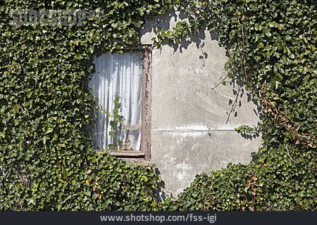 
                Fassade, Fenster, Efeu, Kletterpflanze                   