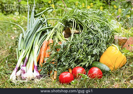 
                Garten, Gemüse, Erntezeit                   
